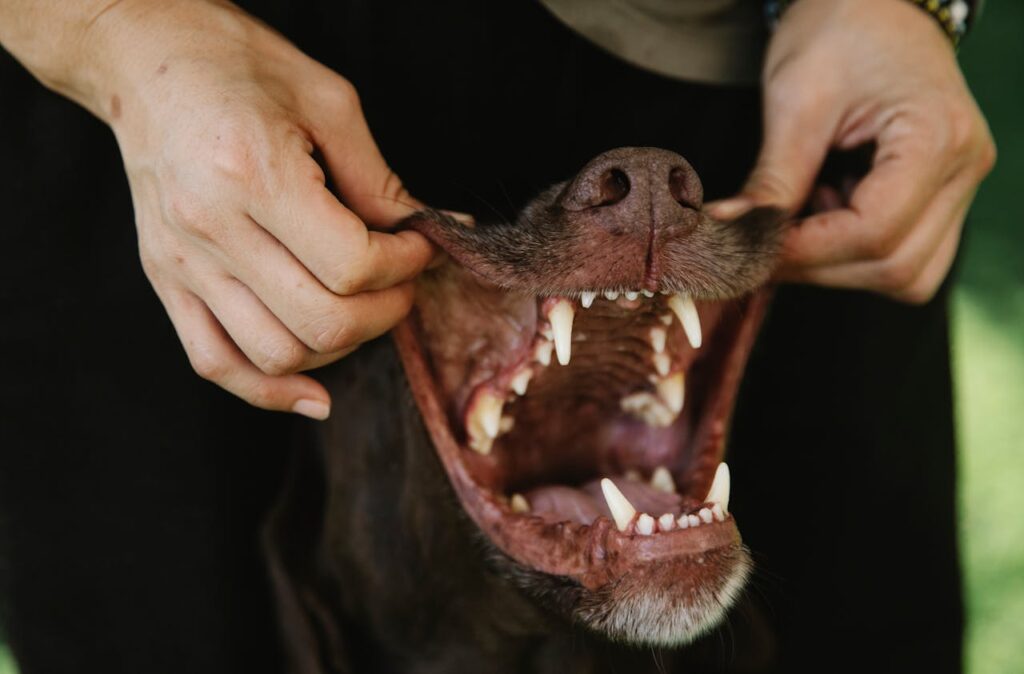 Myth that a Dog's Mouth Is Cleaner Than a Human's