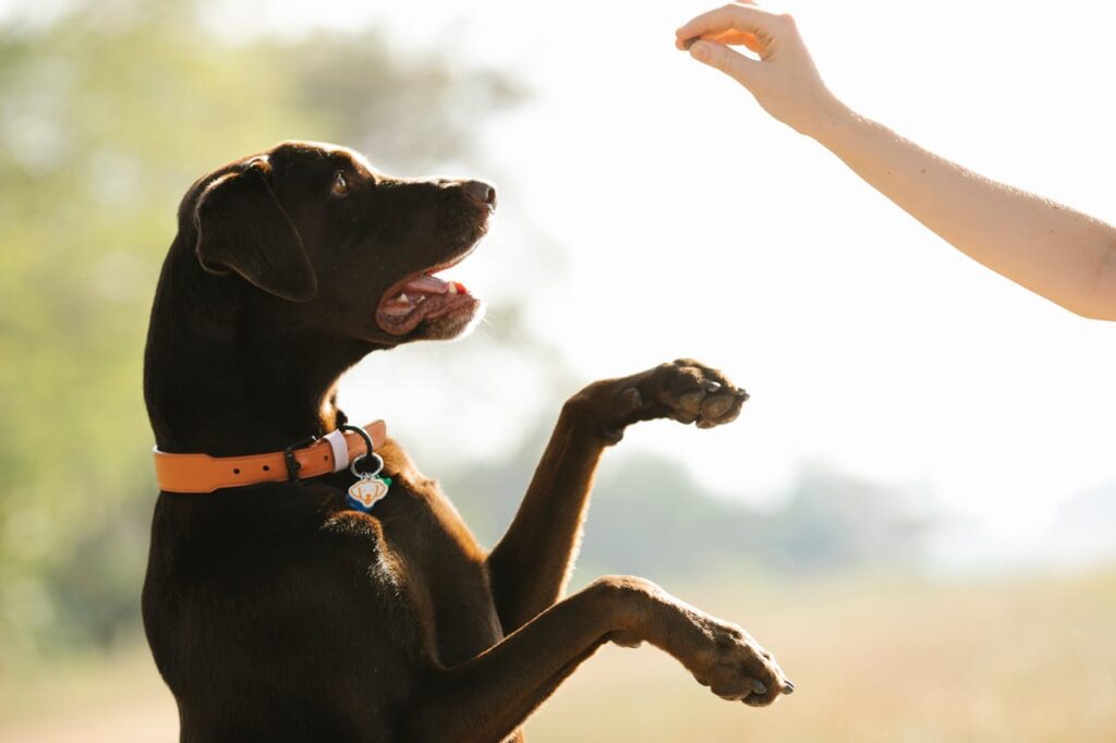 Myth that Dogs Can't Be Left-Handed or Right-Handed