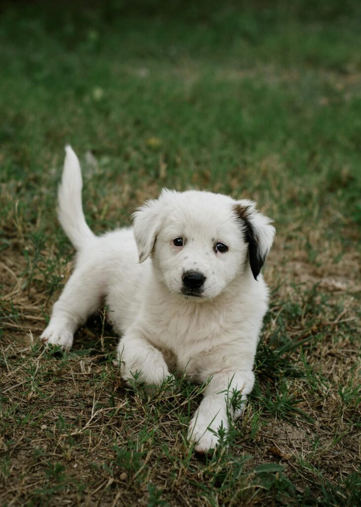 Myth that Dogs Can Only Learn When They're Young