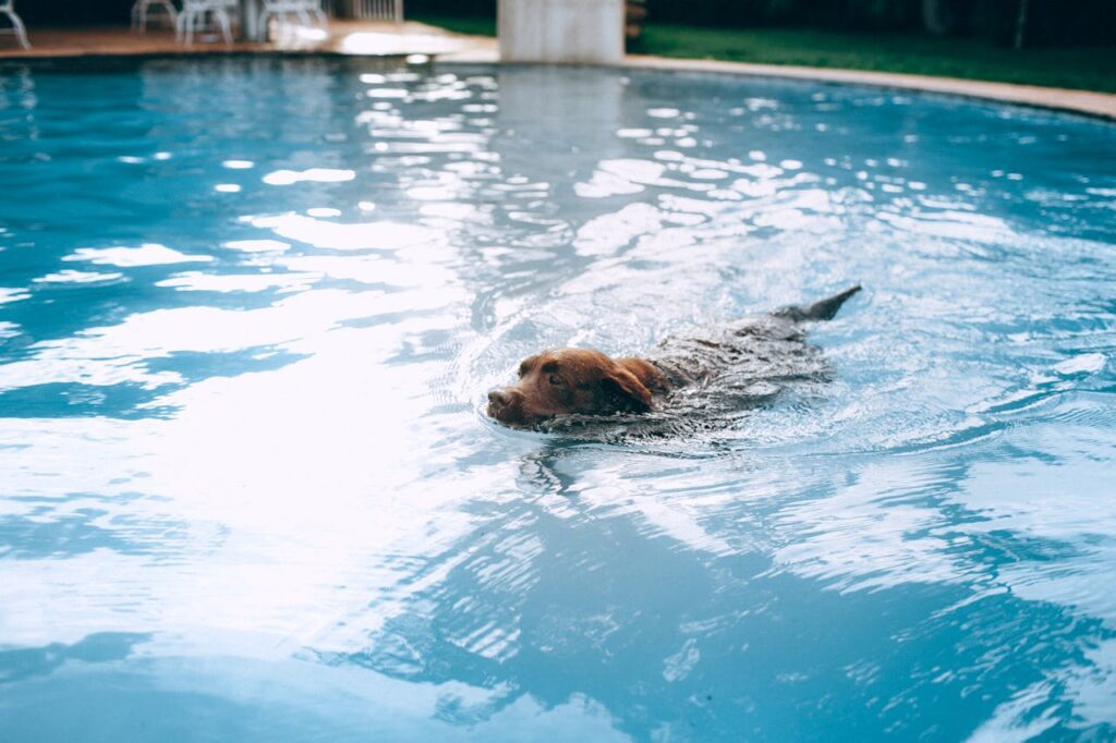 Myth that All Dog Breeds Are Natural Swimmers