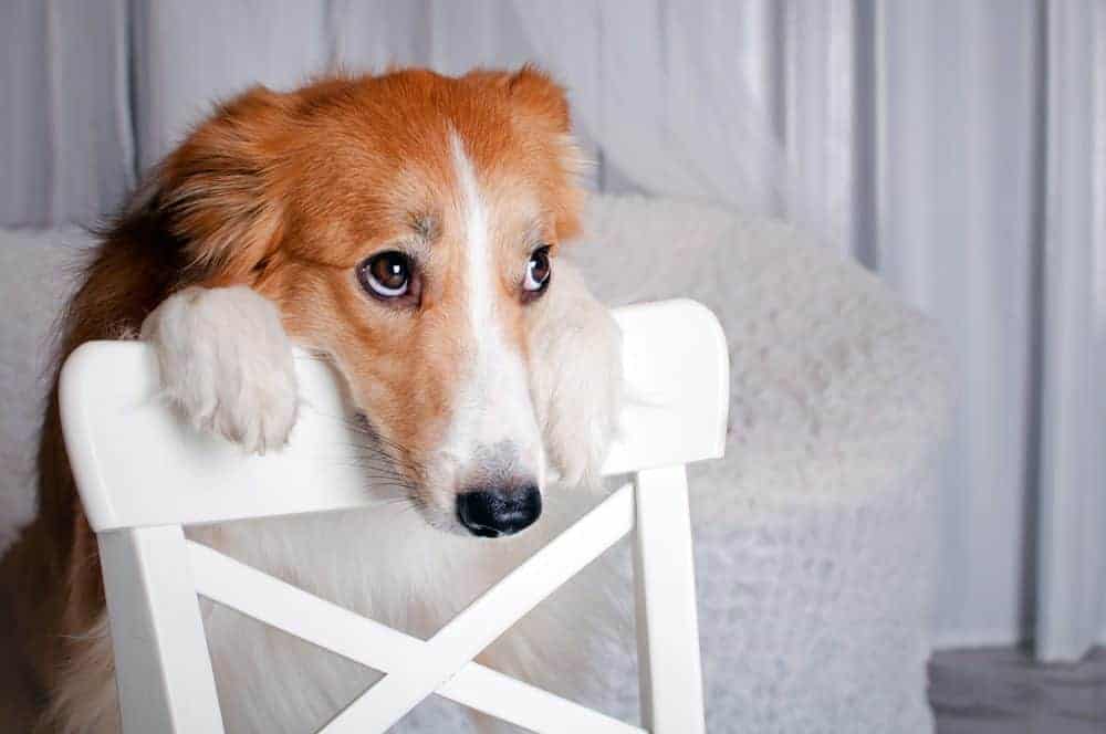 Myth that Dogs Feel Guilt When They've Done Something Wrong