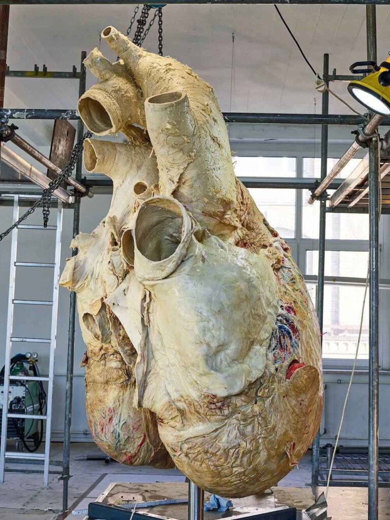 Heart of Blue Whale