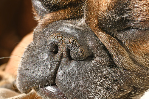 Myth that a Dog’s Warm, Dry Nose Indicate Illness?