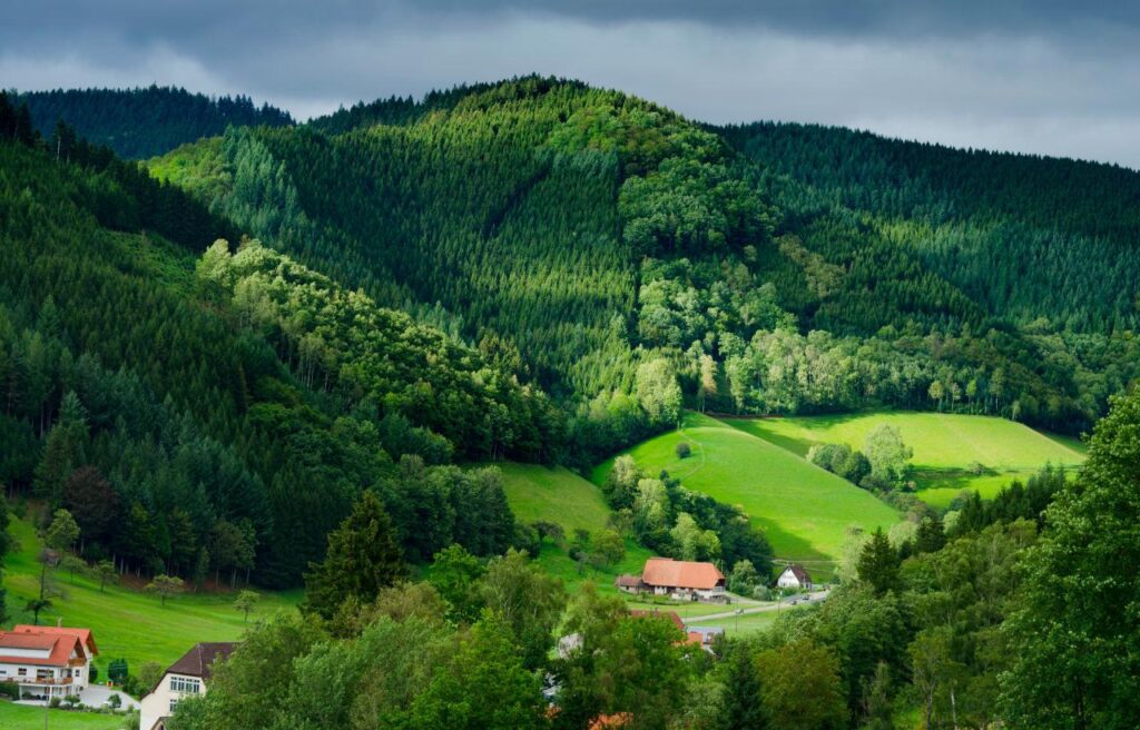 The Black Forest - Schwarzwald