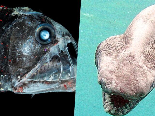 10 Deep Sea Creatures That Look Like Aliens