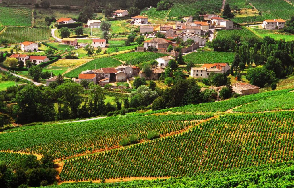 The Beaujolais Region