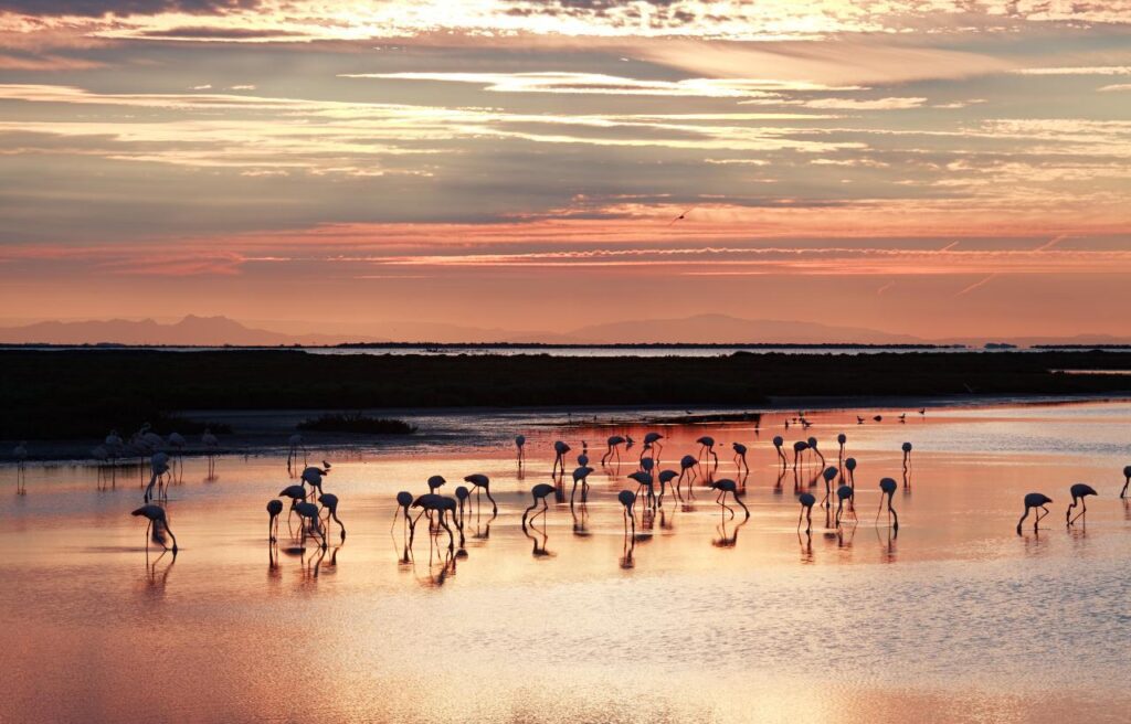 The Camargue