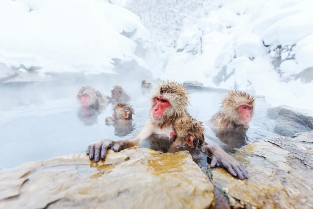 Jigokudani Monkey Park, Japan