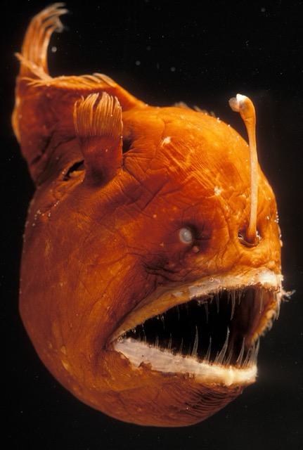 Anglerfish (Lophiiformes)