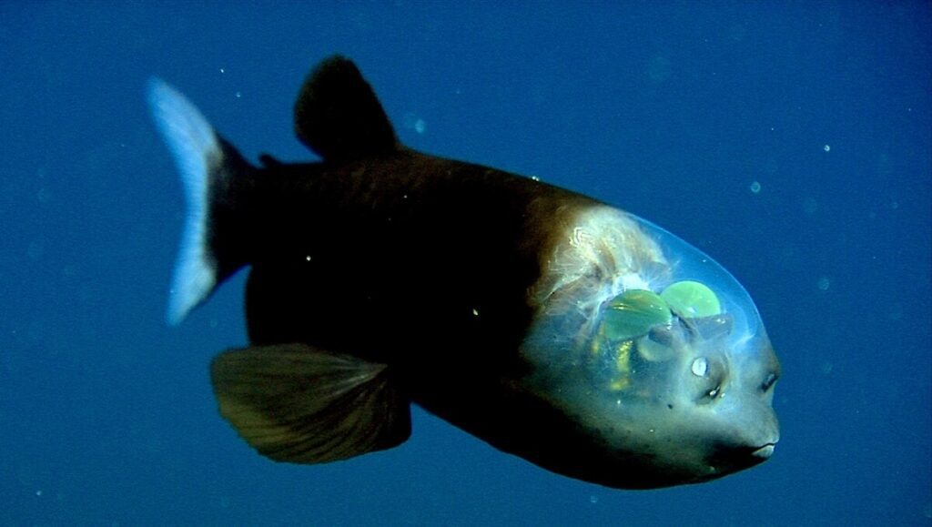 Barreleye Fish (Macropinna microstoma)