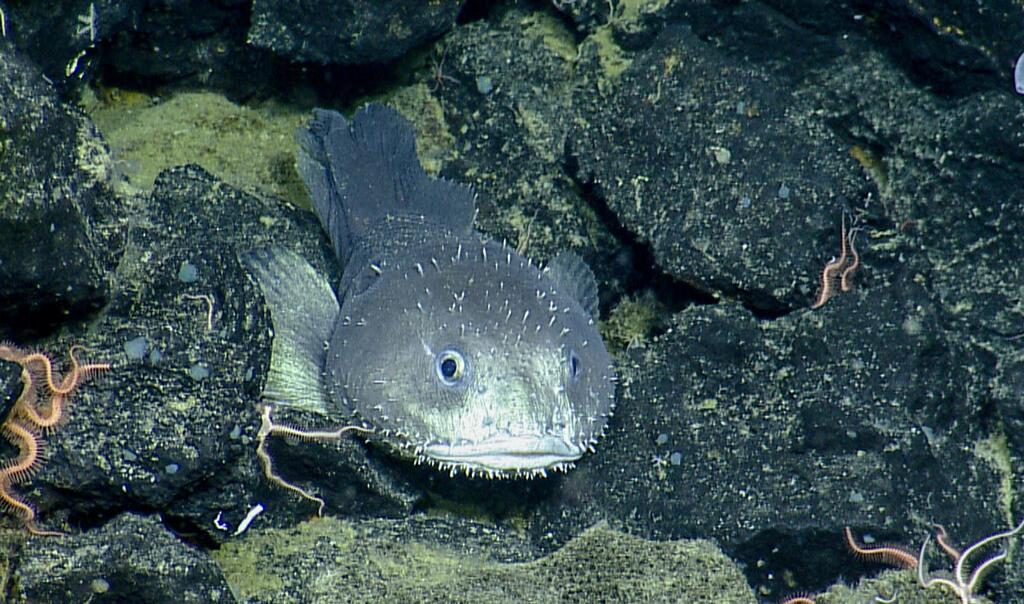 Blob Sculpin (Psychrolutes phrictus)