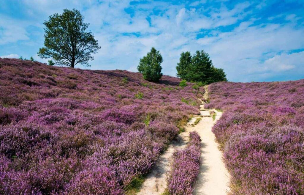 De Hoge Veluwe National Park