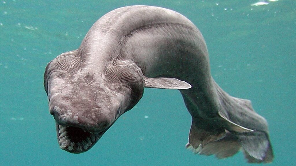 Frilled Shark (Chlamydoselachus anguineus)