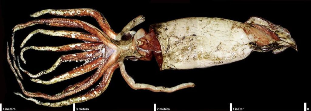 Giant Squid (Architeuthis dux)