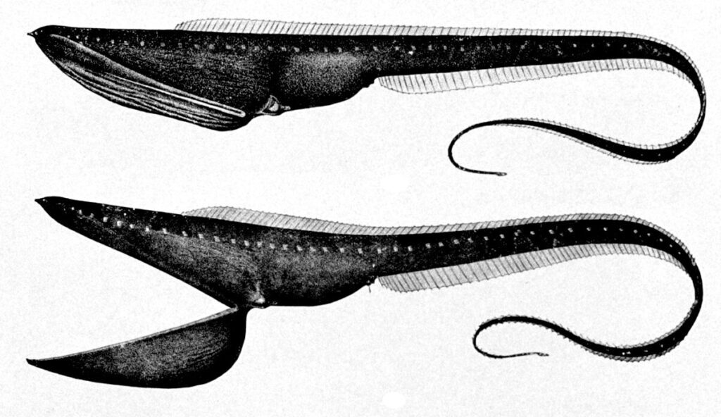 Gulper Eel / Pelican eel (Eurypharynx pelecanoides)