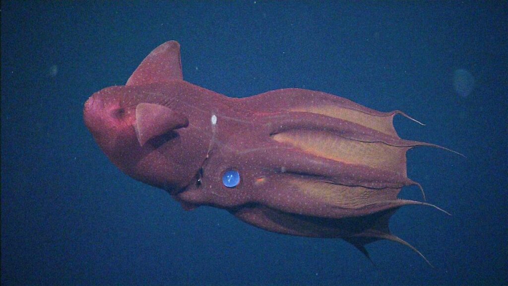 Vampire Squid (Vampyroteuthis infernalis)