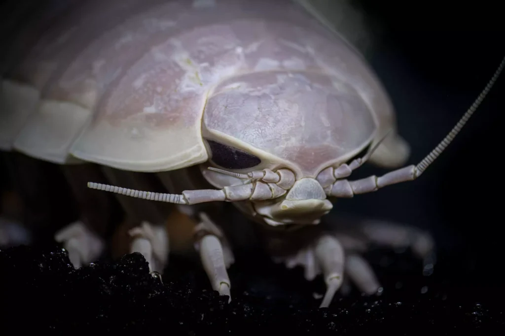 Giant Isopod (Bathynomus giganteus)